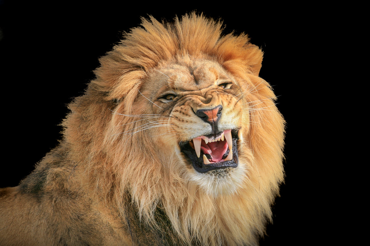 The King - a portrait Poster och Canvastavla