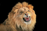 The King - a portrait Poster och Canvastavla