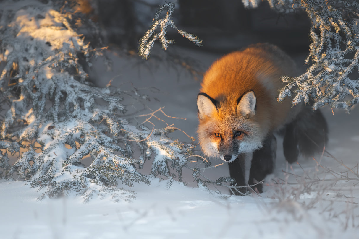Red Fox Poster och Canvastavla