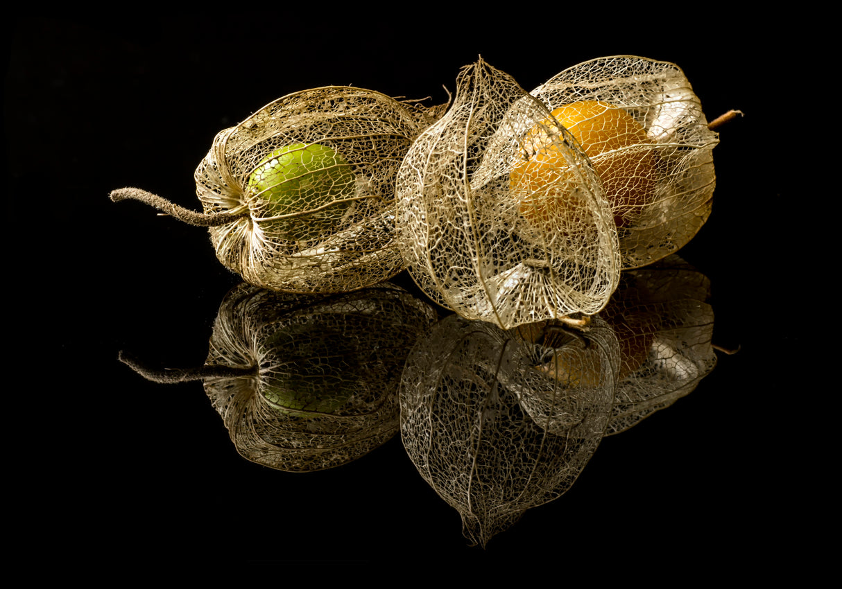 Physalis Alkekengi L. Poster och Canvastavla