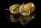 Physalis Alkekengi L. Poster och Canvastavla