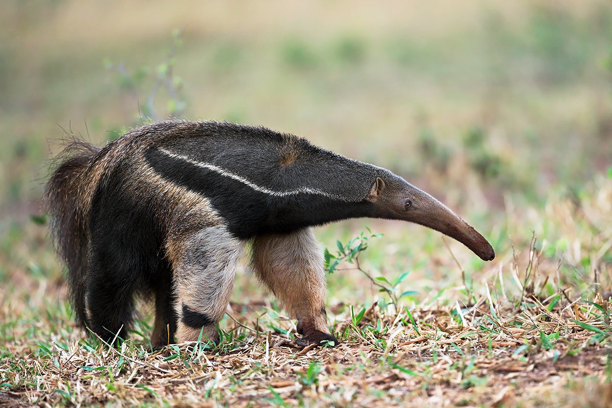 Anteater in action Poster och Canvastavla