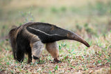 Anteater in action Poster och Canvastavla