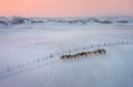 The Camel Silhouette At Sunset Poster och Canvastavla