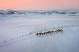 The Camel Silhouette At Sunset Poster och Canvastavla