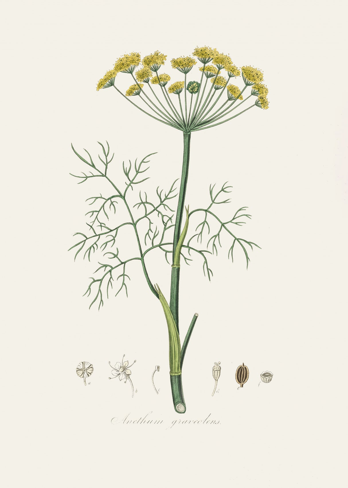Dill (anethum Graveolens)  Medical Botany Poster och Canvastavla