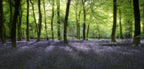 Evening Bluebells Poster och Canvastavla