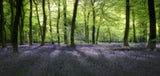 Evening Bluebells Poster och Canvastavla