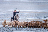 Eagle Hunter controlling his herd Poster och Canvastavla
