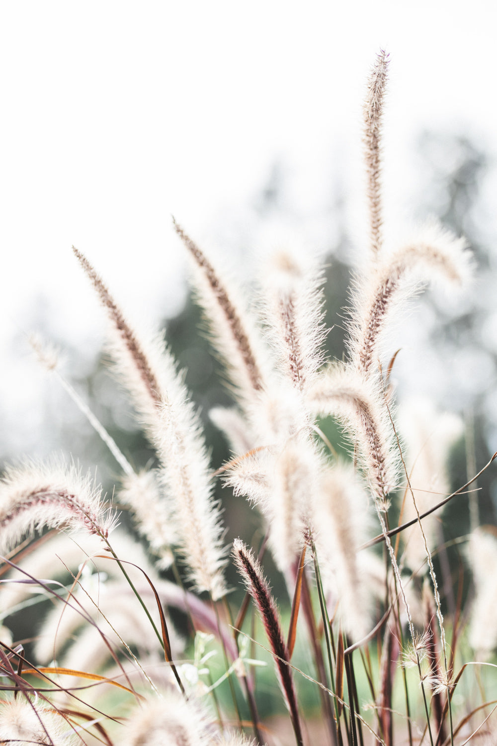 Grass Poster och Canvastavla
