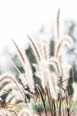 Grass Poster och Canvastavla
