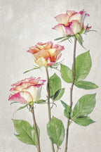 Roses Poster och Canvastavla