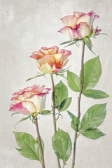 Roses Poster och Canvastavla