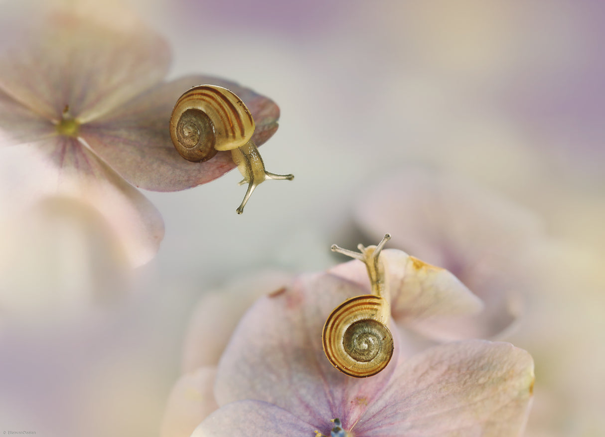 Little snails.... Poster och Canvastavla