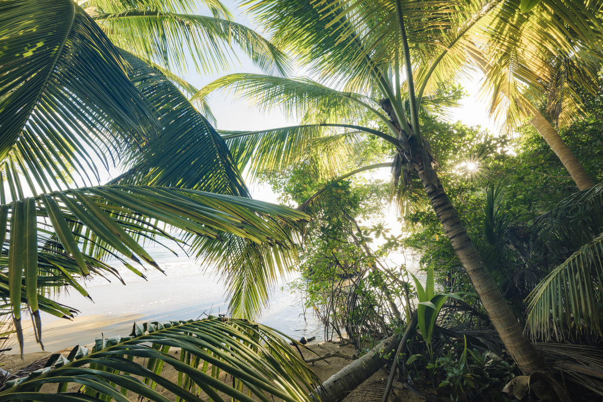 Hide under Palms Poster och Canvastavla