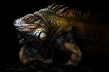 Iguana portrait: Lost in the evolution Poster och Canvastavla