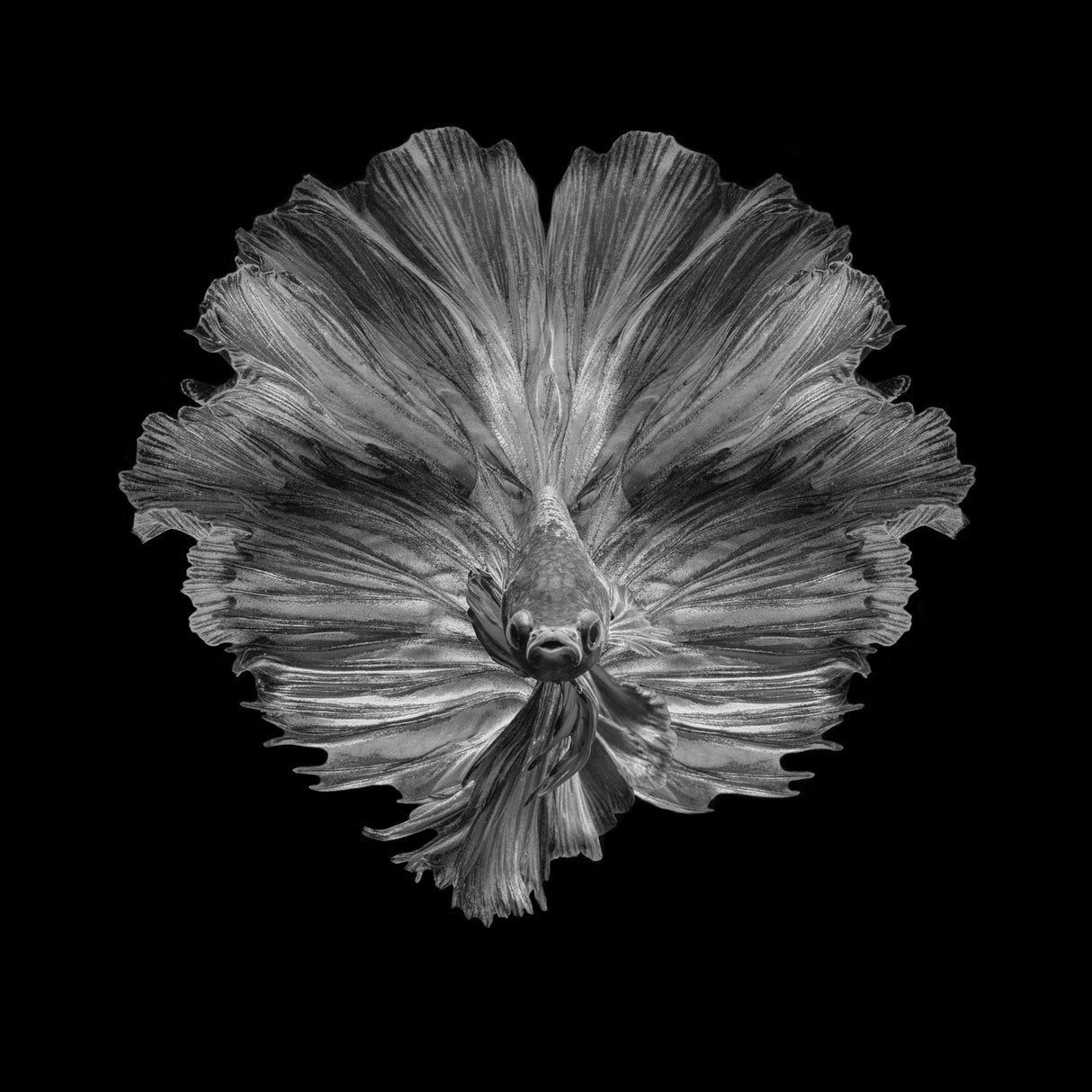 The Flower of tail Poster och Canvastavla