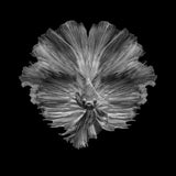 The Flower of tail Poster och Canvastavla