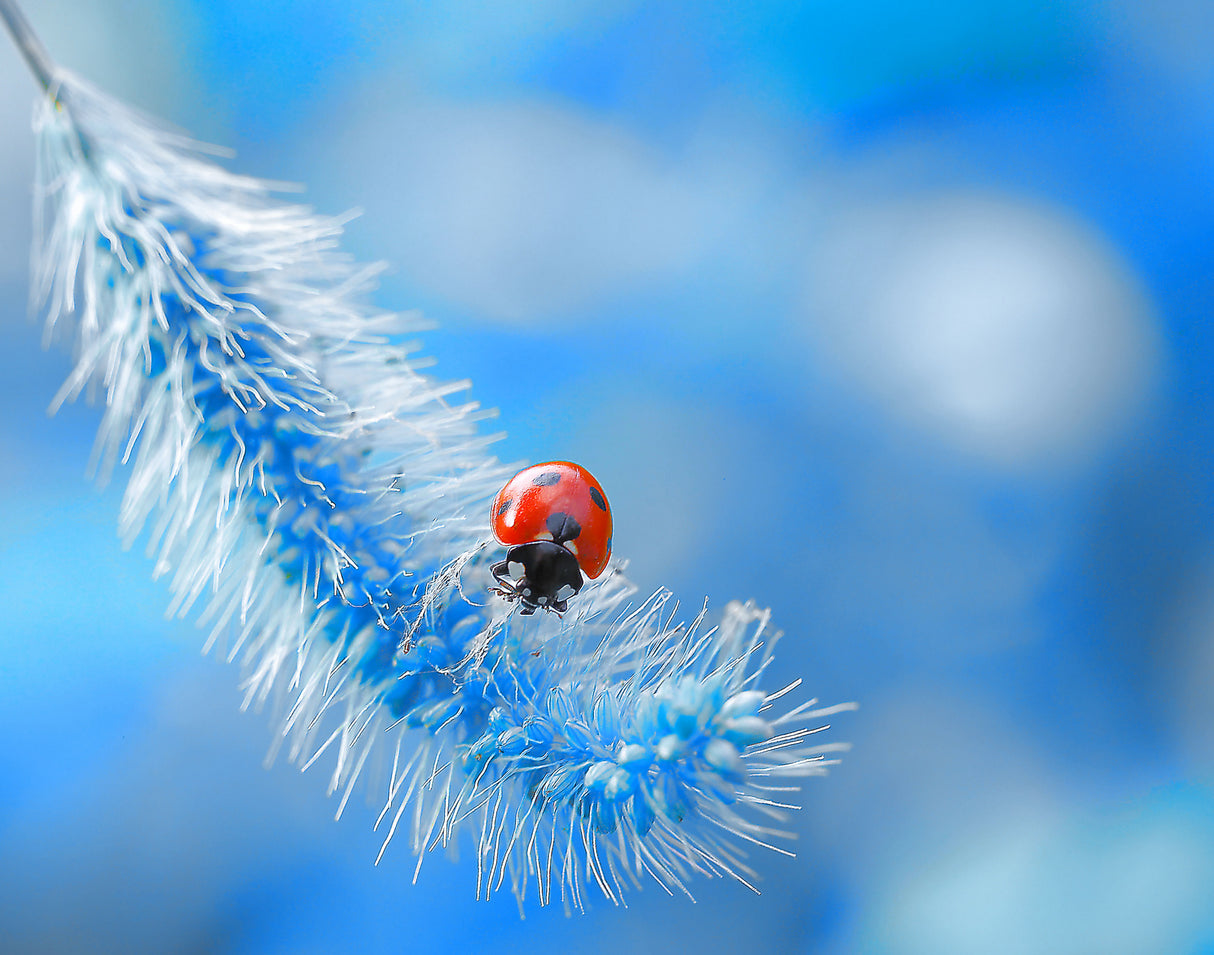 Welcome to ladybug paradise... Poster och Canvastavla