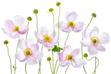 Japanese Anemones Poster och Canvastavla