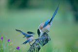 Blue Magpie Poster och Canvastavla