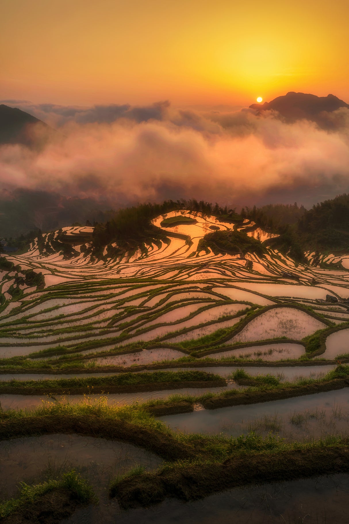 Terraced Fields at Sunrise Poster och Canvastavla