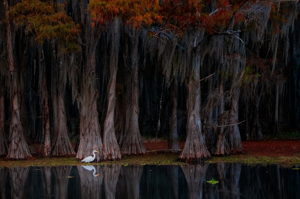 The swamp in autumn Poster och Canvastavla
