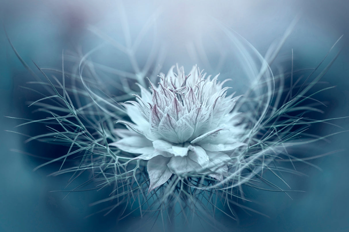 Love-in-a-mist Poster och Canvastavla