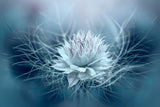 Love-in-a-mist Poster och Canvastavla