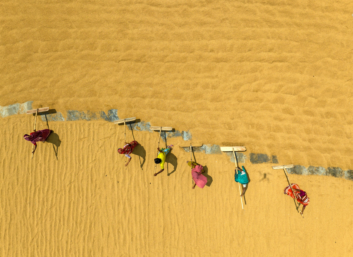Rice drying under the hot sun Poster och Canvastavla