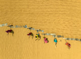 Rice drying under the hot sun Poster och Canvastavla