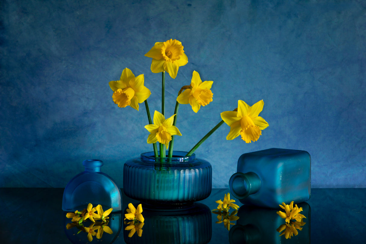Yellow Daffodil Poster och Canvastavla