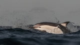 Common Dolphin Poster och Canvastavla