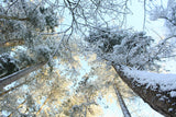 Tall Pine Trees, Snow, Golden Glow ii Poster och Canvastavla
