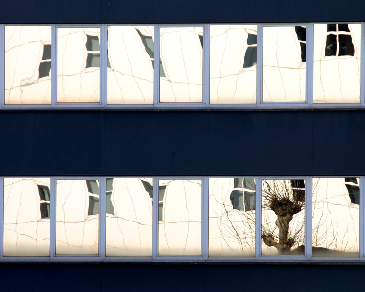 Willow in a window Poster och Canvastavla