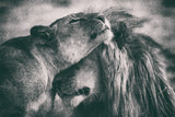 Love Poster och Canvastavla