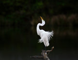 Egret in posing Poster och Canvastavla