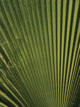 palm leaf Poster och Canvastavla