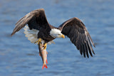 Bald Eagle Catching a Big Fish Poster och Canvastavla