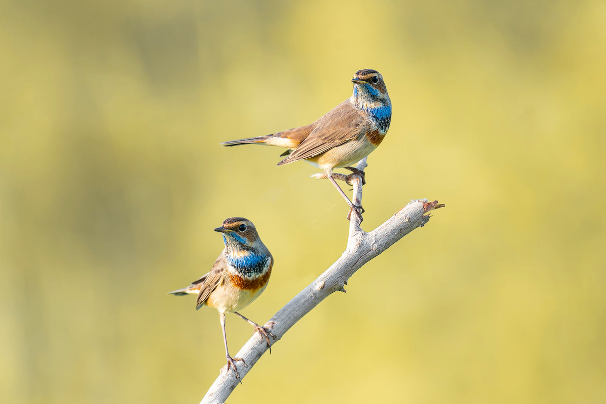 Bluethroats Poster och Canvastavla