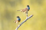 Bluethroats Poster och Canvastavla