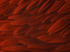 flower petals Poster och Canvastavla