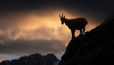 Alpine ibex Poster och Canvastavla