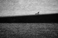 Approach the shadow Poster och Canvastavla