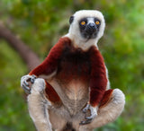 Lemur: Sifaka Portrait Poster och Canvastavla