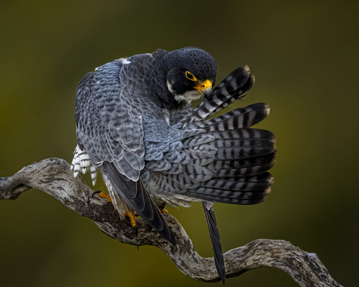 Preening Poster och Canvastavla