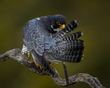 Preening Poster och Canvastavla