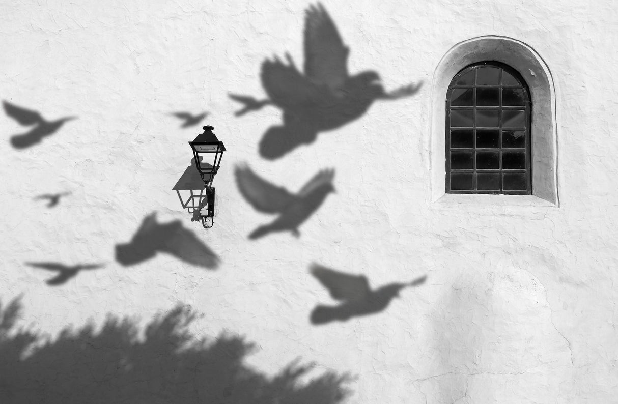 Shadows Poster och Canvastavla