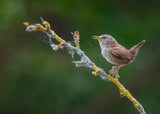 The morning Wren Poster och Canvastavla