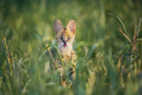 the serval Poster och Canvastavla
